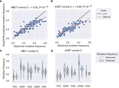 Interpretable deep learning reveals the role of an E-box motif in suppressing somatic hypermutation of AGCT motifs within human immunoglobulin variable regions